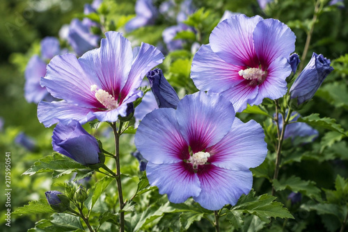Zart violett blühender Garten-Eibisch mit magentafarbenem Blütenzentrum