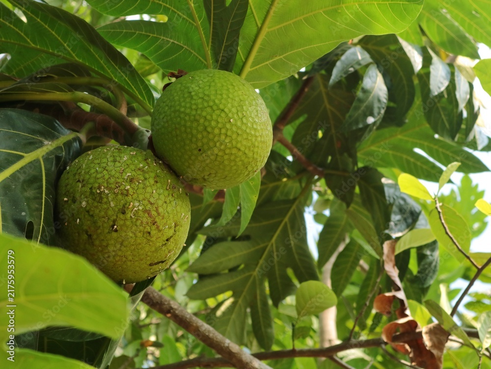 Fototapeta premium Close up of a fresh green breadfruit growing naturally on its tree branch surrounded by large leaves in a tropical garden. Raw organic exotic fruit hanging outdoors on sunny day 
