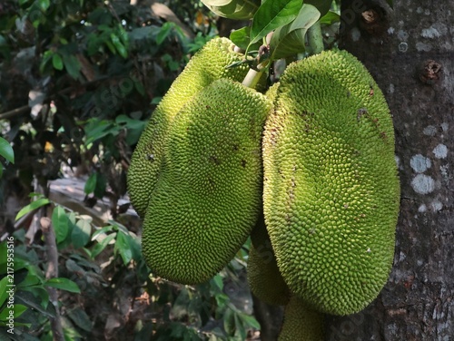 Canvastavla Young green jackfruit hanging on the tree trunk in a tropical garden
