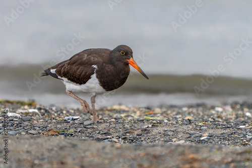 Принти на полотні Magellanic Oystercatcher (Haematopus leucopodus) Walking on Pebbled Shoreline