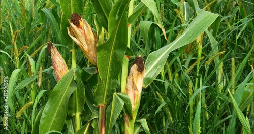 Corn fields before the fall harvest. maize,