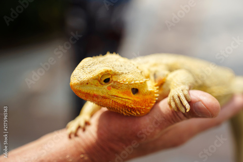 Bild auf Leinwand Closeup of a bearded dragon resting on a human hand, highlighting textured scale