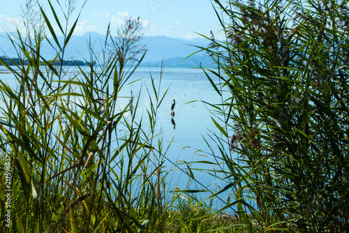 Cormorant in a Reed-Lined Nature Reserve at Lake Bodensee