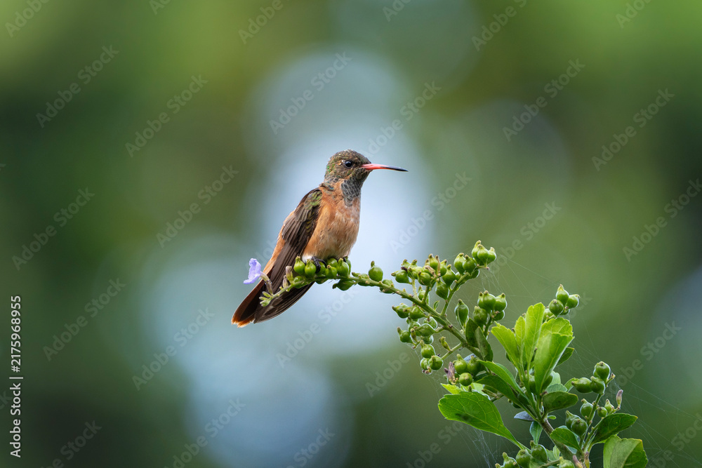 Fototapeta premium Amazilia hummingbird in Peru, portrait of Amazilis amazilia