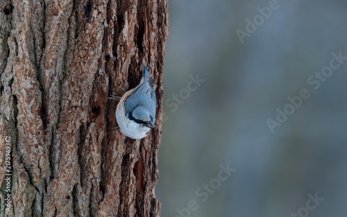 Cuadro en lienzo Eurasian Nuthatch Clinging to Tree Trunk in Winter