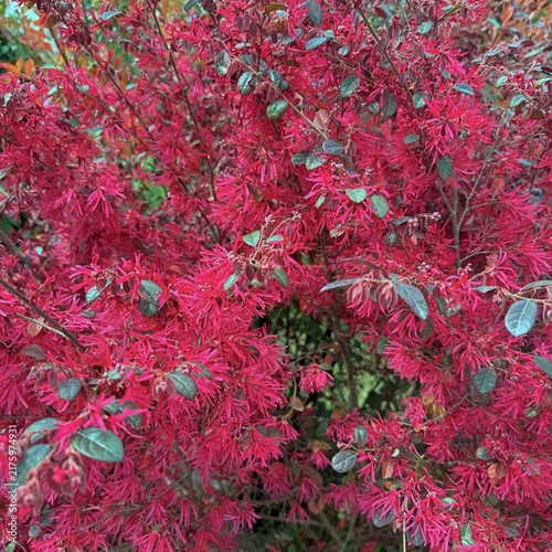 red leaves background during spring season, full bloom red flowers in the park