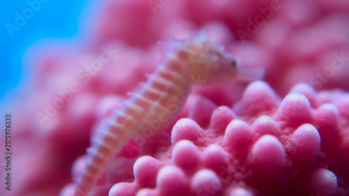 Macro Shot of a Pygmy Seahorse Clinging to Pink Soft Coral Underwater