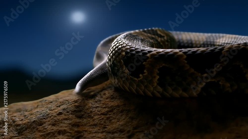 Coiled Snake on Rock at Night under Moonlight Close Up of Scales