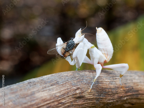 Grasshopper from farm in Thailand