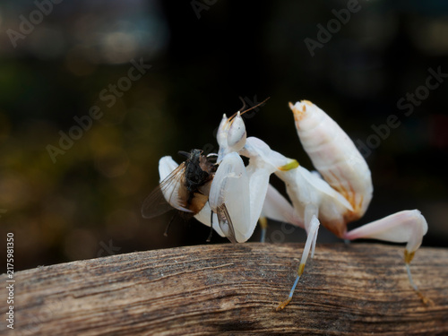 Grasshopper from farm in Thailand