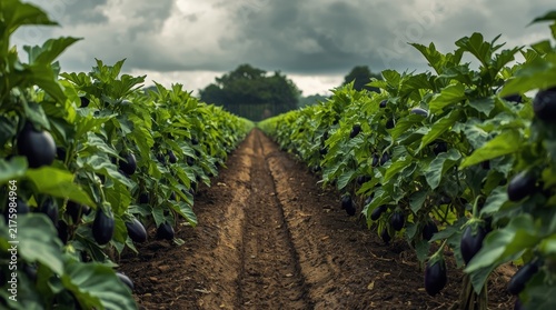 A spacious field with long rows of green eggplant bushes receding into the distance under a cloudy sky.