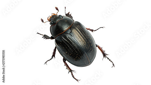 Foto Large dark brown beetle crawling wildlife insect bug macro portrait isolated on