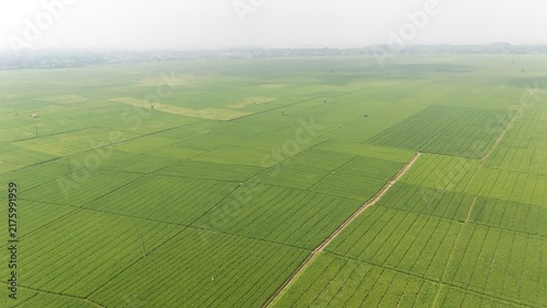 Wide lush rice field with vibrant green plants under hazy sky. Represents farming, environment, food producton, sustainable agriculture, and the quiet beauty of countryside cultivation.