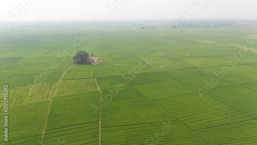 Wide lush rice field with vibrant green plants under hazy sky. Represents farming, environment, food producton, sustainable agriculture, and the quiet beauty of countryside cultivation.