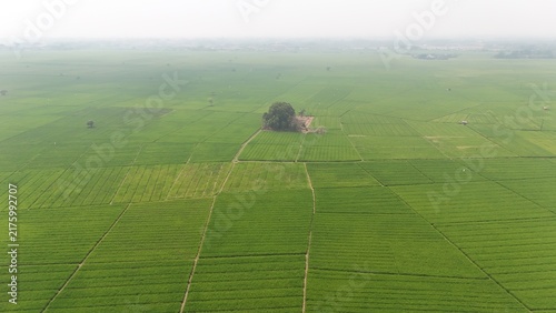 Wide lush rice field with vibrant green plants under hazy sky. Represents farming, environment, food producton, sustainable agriculture, and the quiet beauty of countryside cultivation.