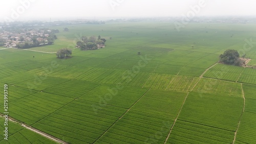 Wide lush rice field with vibrant green plants under hazy sky. Represents farming, environment, food producton, sustainable agriculture, and the quiet beauty of countryside cultivation.