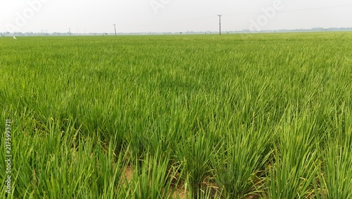 Wide lush rice field with vibrant green plants under hazy sky. Represents farming, environment, food producton, sustainable agriculture, and the quiet beauty of countryside cultivation.