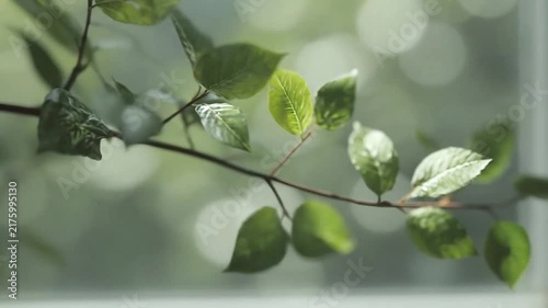Green tree branch with soft bokeh background.