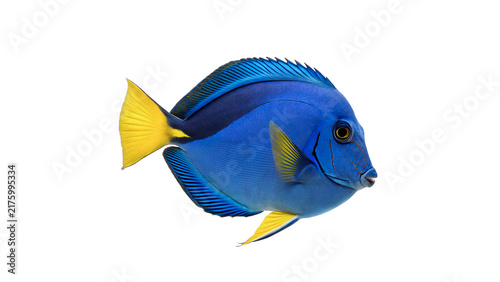Fotografie Vibrant blue tang fish isolated on transparent background tropical marine aquari
