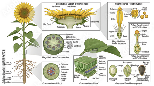 Educational botanical diagram of sunflower anatomy showing detailed cross-sections of stem, leaf, root, flower, and seed development