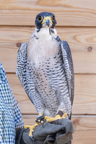 Konstfotografi Wanderfalke