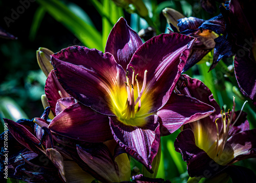 Foto Deep purple daylily in dramatic garden light