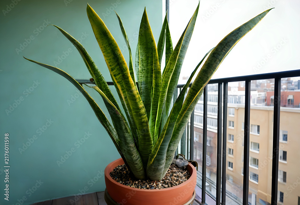 Obraz premium Biophilic design and urban gardening, snake plant in a terracotta pot on a balcony with city view for sustainable home interior and wellness decor