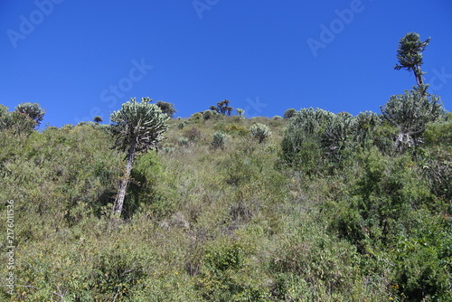 Ein Kakteenbaum am Rand des Ngorongoro Krater