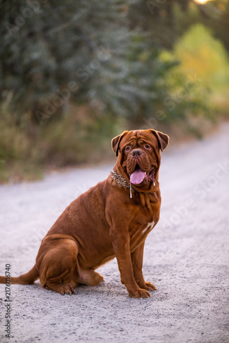 Quadro su tela Dogue de Bordeaux dog sitting outdoors on a path with tongue out and drool
