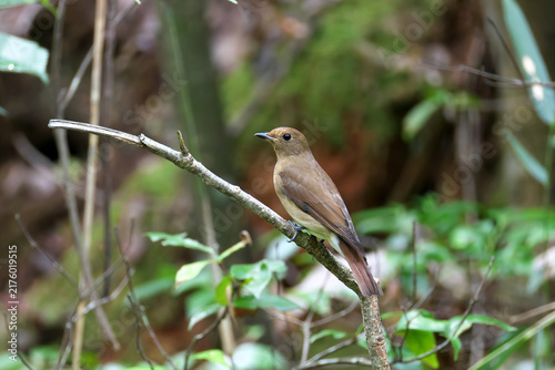Female Blue-and-White Flycatcher with beautiful brown gradient feathers