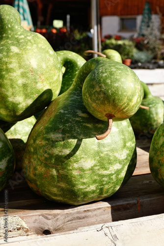 Quadro su tela Green Kalebasse 'Speckled Swan' gooseneck gourd