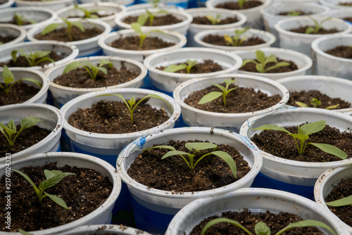 Canvastavla Propagation Area Showcasing Prepared Trays Filled With Vibrant Green Seedlings U