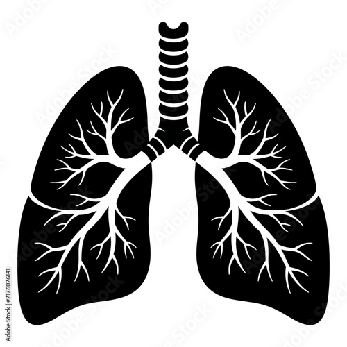 Foto Human lungs with trachea and bronchi illustration