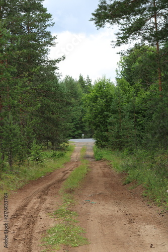 Obraz na plátně exit from the forest, beautiful road in the forest,