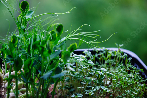 Vibrant green microgreens growing in a tray with shallow depth of field