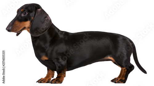 Black and tan dachshund dog standing, isolated on transparent background