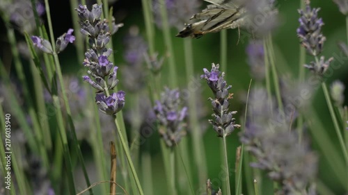 Scarce swallowtail butterfly perched on lavender flowers, feeding on nectar in a sunny garden. Macro shot with static camera perspective.