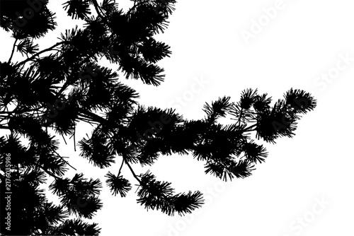 Vector illustration of a pine branch on a white background. Black and white silhouette.