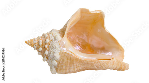 Quadro su tela Large ornate conch seashell with textured exterior, isolated on transparent back