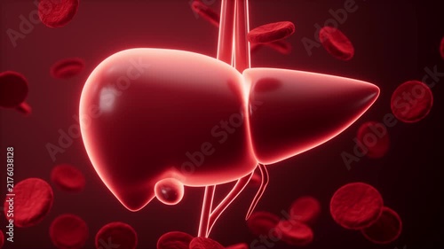Human liver model and blood cells, 3d rendering.