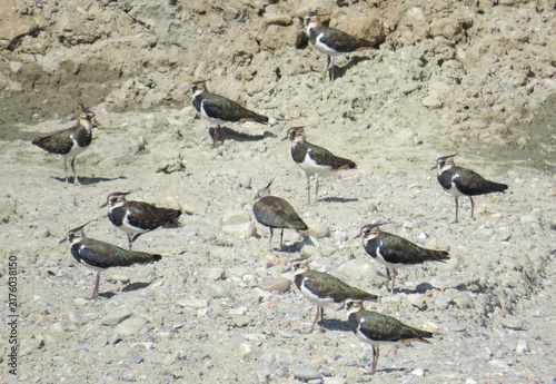 Northern Lapwings (Vanellus vanellus) in Romania