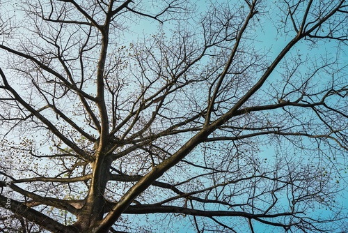 Photography Low-angle perspective looking up a large tree trunk showing sprawling bare branc