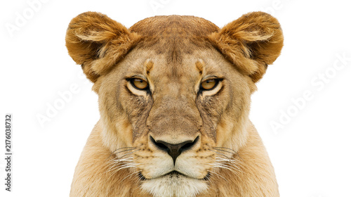 Photography Majestic lioness face with piercing eyes, isolated on transparent background
