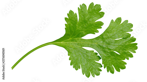 Single green cilantro leaf with serrated edges, isolated on transparent background