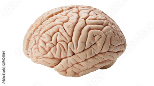 Fotografie Human brain with detailed gyri and sulci, isolated on transparent background
