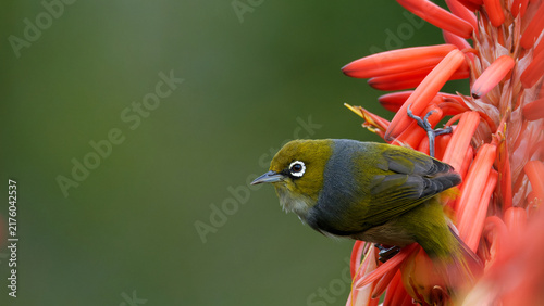 Принти на полотні Silvereye feeding off a colourful flower