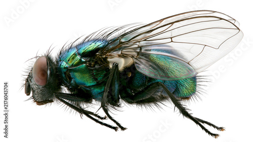 Canvastavla Metallic green bottle fly with iridescent body and transparent wings, isolated o
