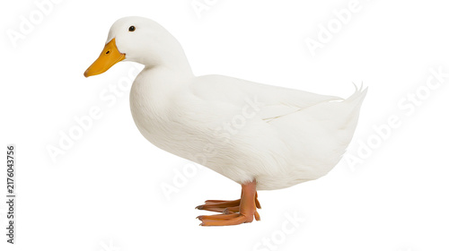 Fotografie White domestic duck with orange beak and feet, isolated on transparent backgroun