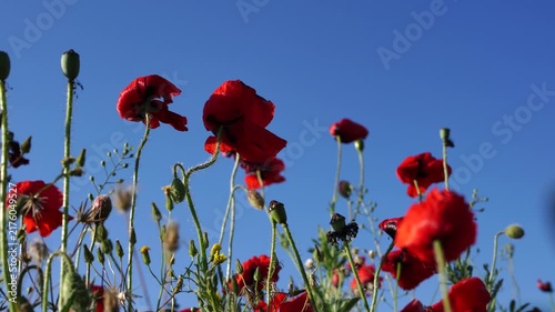 Poppies blue-sky meadow: Red flowers bloom upward in daylight against the sky, blossoming.