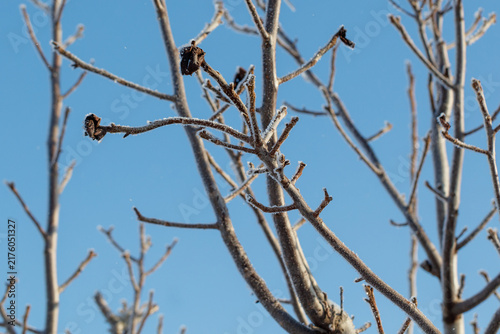 Canvastavla Bare branches twist against a clear blue sky